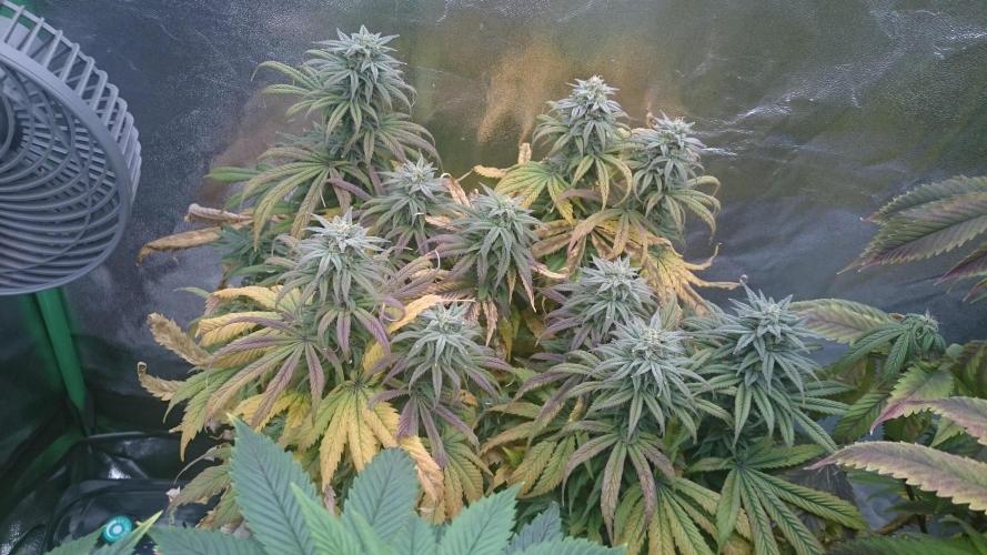 Think Tank. Week 8