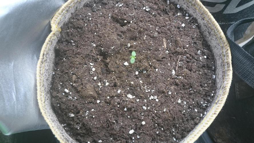 Lady  Mairwen. Week 0 - 8