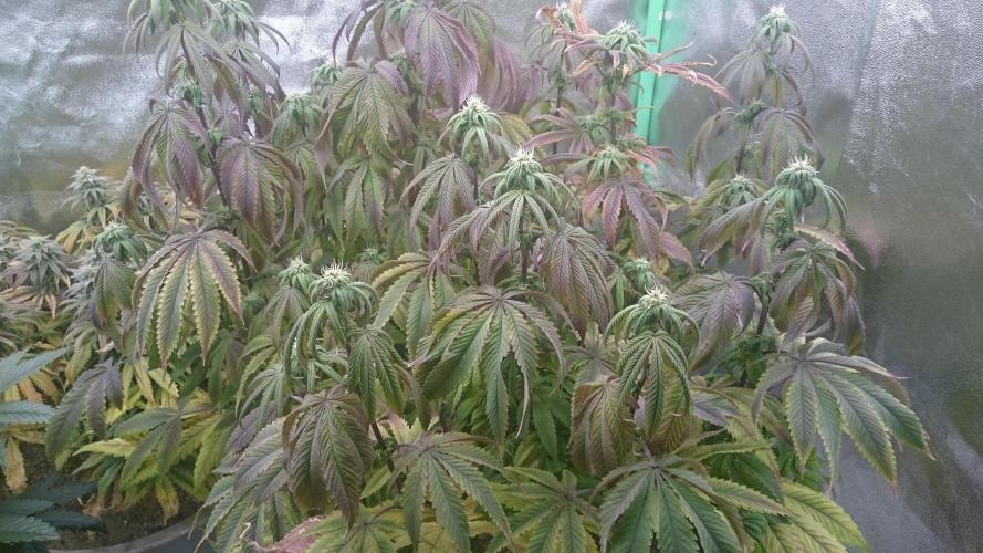 Mimosa Shot. Week 10