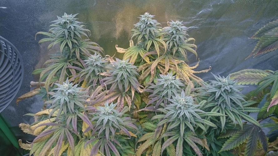Think Tank. Week 8