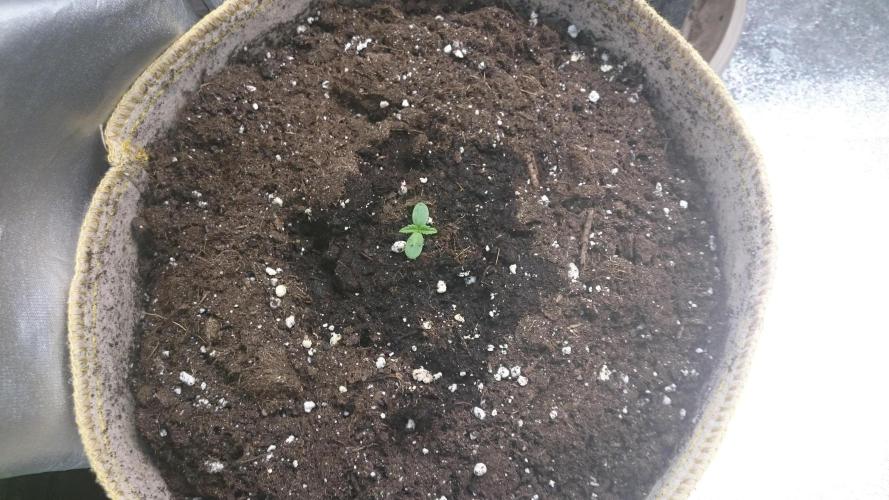 Lady  Mairwen. Week 0 - 9