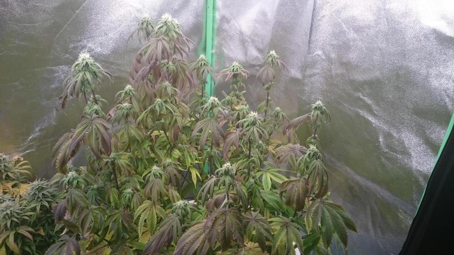 Mimosa Shot. Week 10