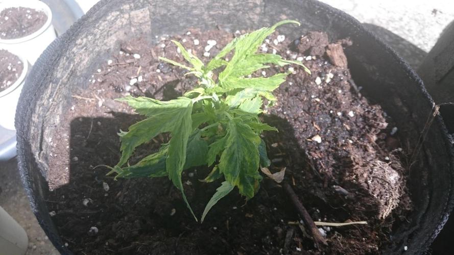 Lady LAdy. Week 7