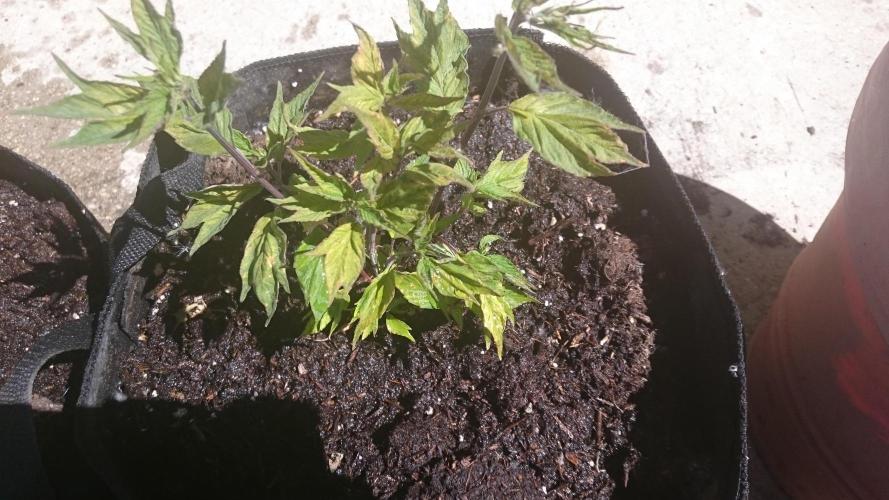 Lord Sopdet. Week 8