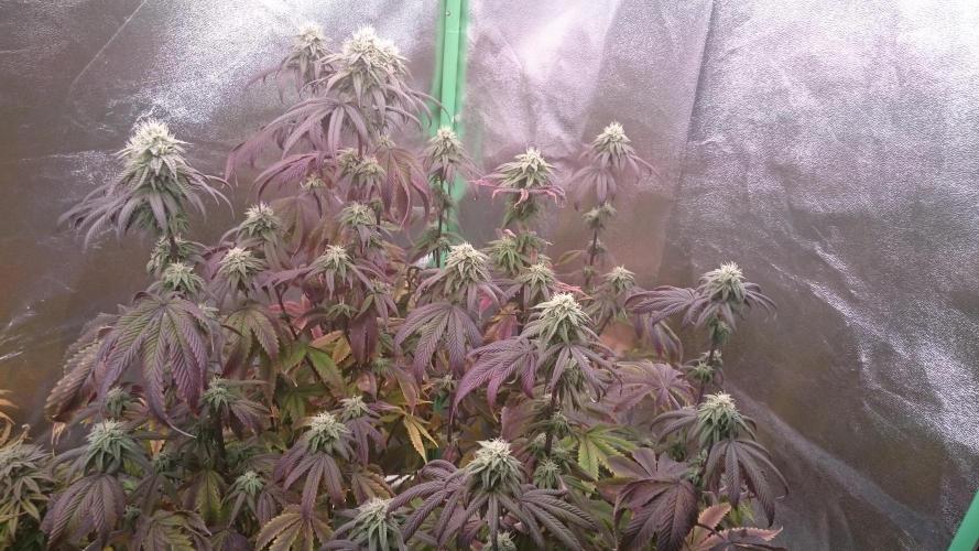 Mimosa Shot. Week 11