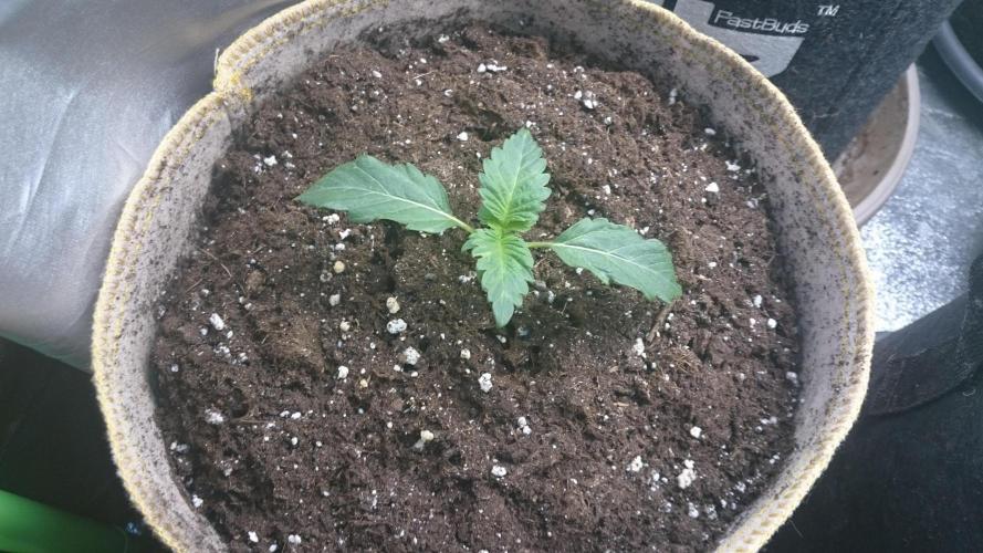 Tropical Mirage. Week 1
