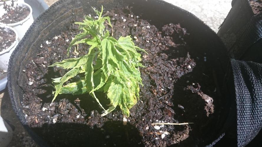 Lady LAdy. Week 8
