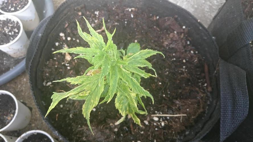 Lady LAdy. Week 8