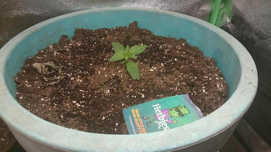 Lady Magyklenia. Week 1 - 17