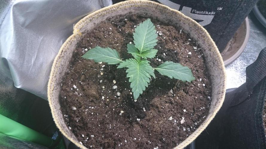 Tropical Mirage. Week 1