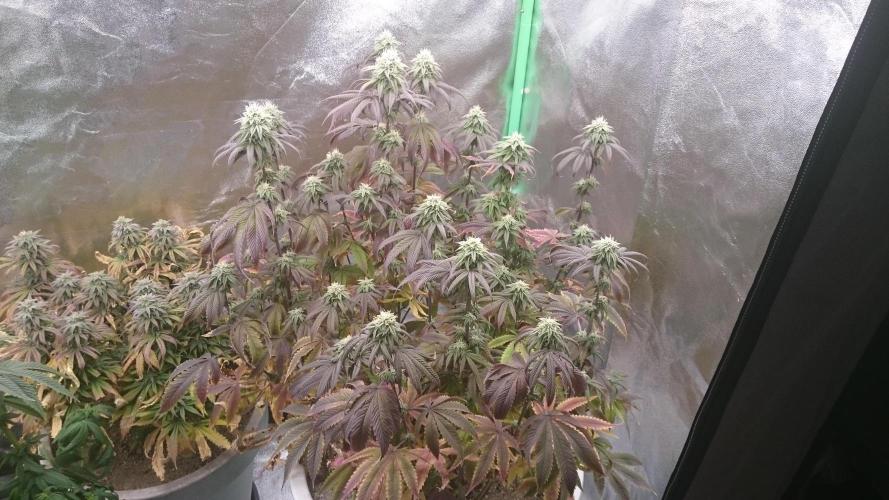 Mimosa Shot. Week 11