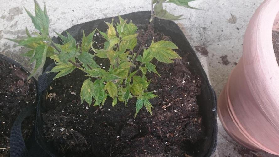 Lord Sopdet. Week 8