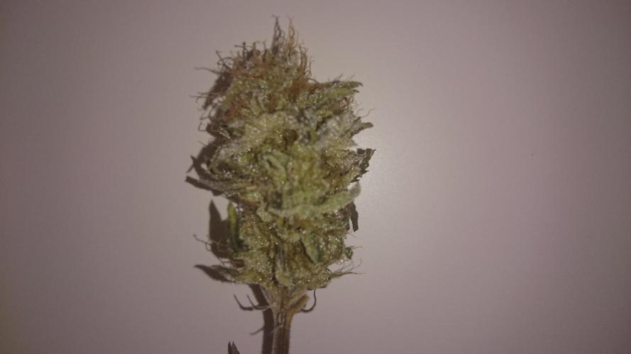 Mimosa Shot. Week 10
