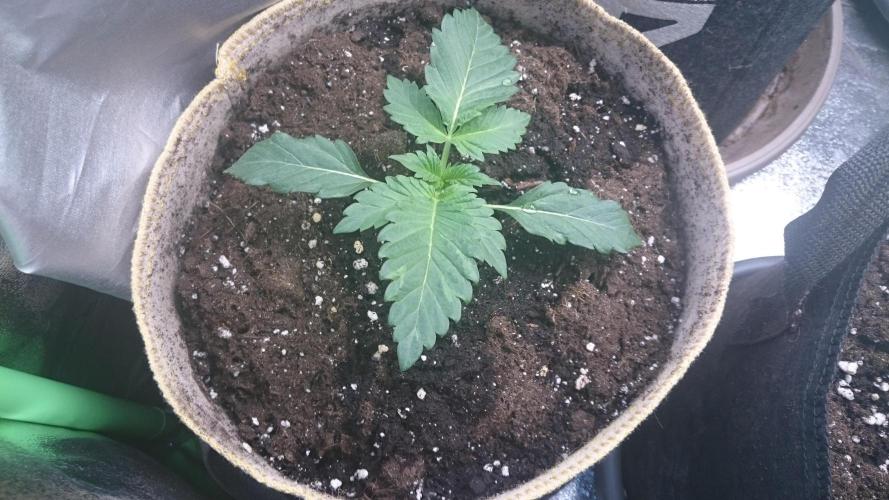 Tropical Mirage. Week 2
