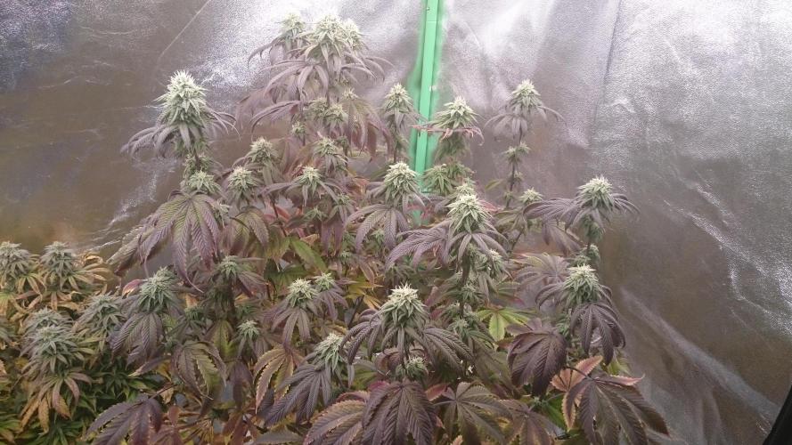 Mimosa Shot. Week 12