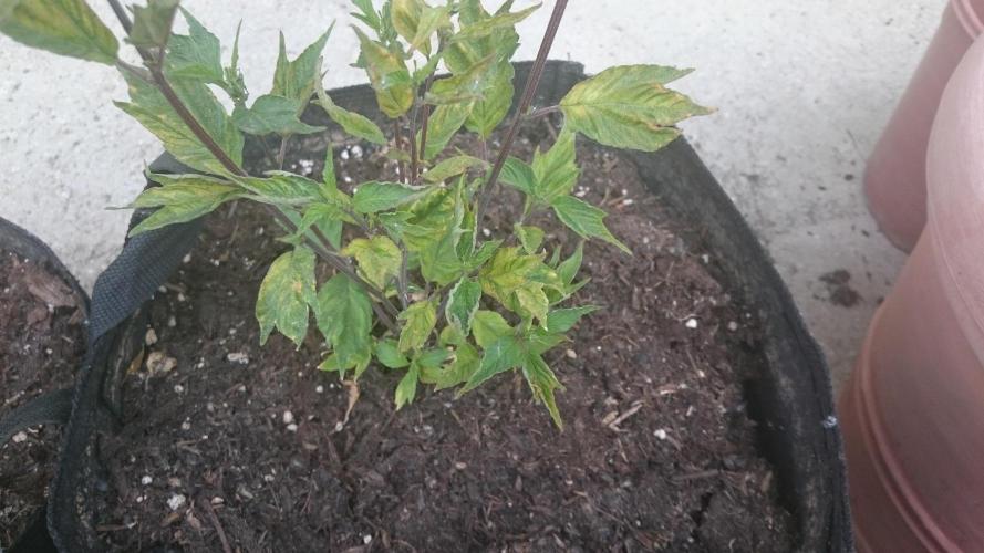 Lord Sopdet. Week 8