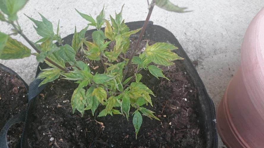 Lord Sopdet. Week 8 - its a MALE