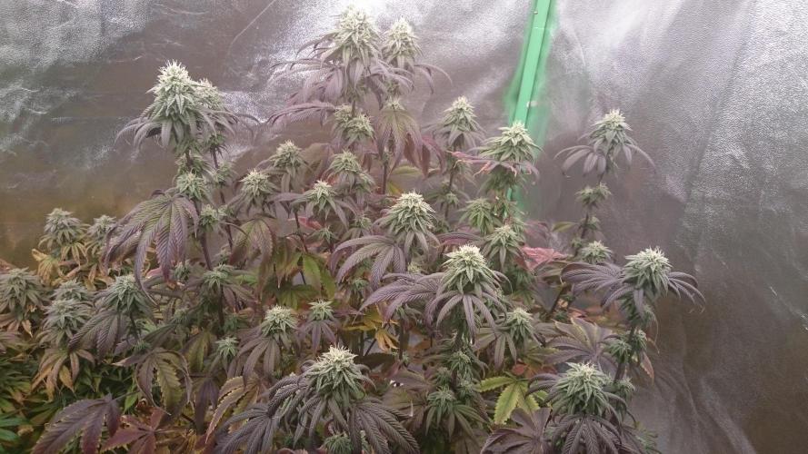 Mimosa Shot. Week 12