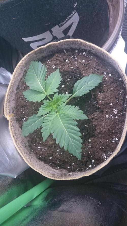 Tropical Mirage. Week 2