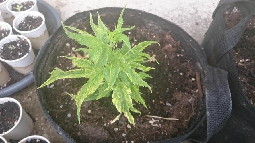 Lady LAdy. Week 8