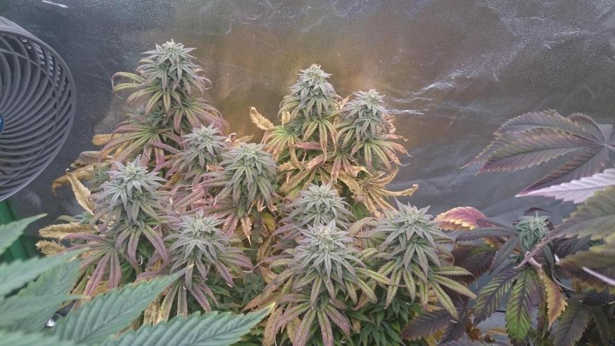 Think Tank. Week 9