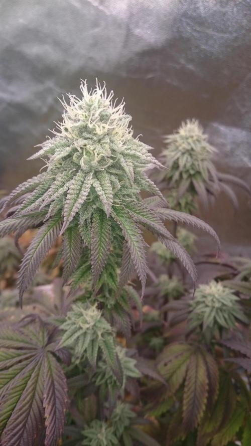 Mimosa Shot. Week 12