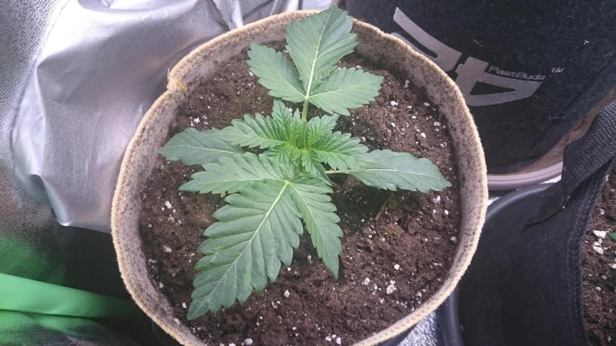 Lady  Mairwen. Week 2 - 22