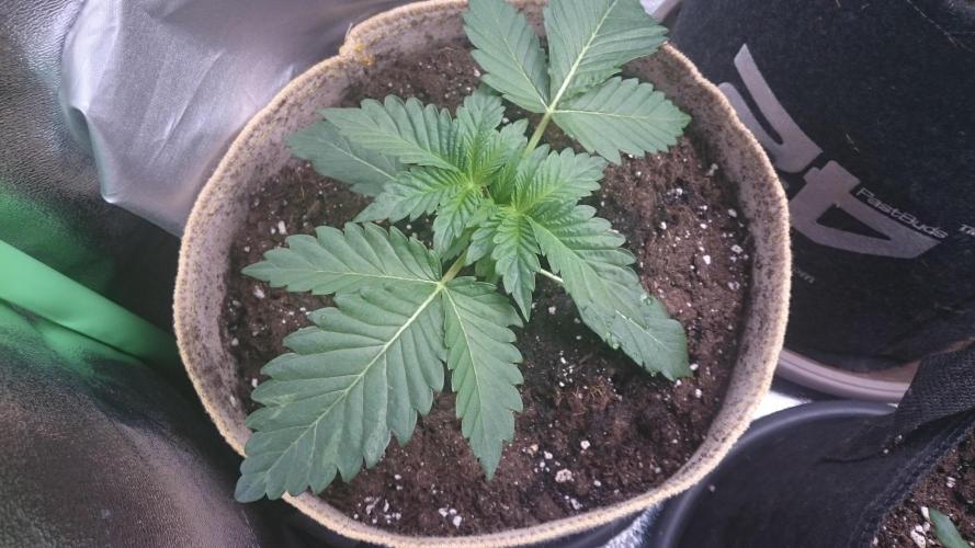 Tropical Mirage. Week 2