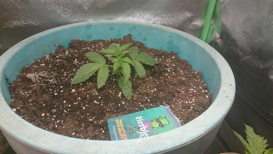 Lady Magyklenia. Week 2 - 21