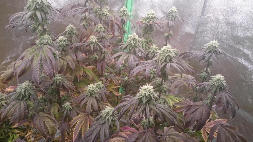 Mimosa Shot. Week 12