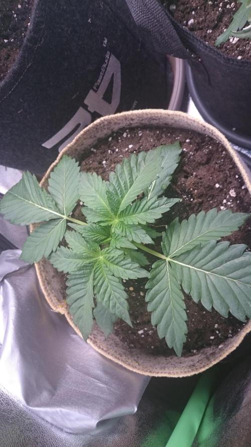 Tropical Mirage. Week 2