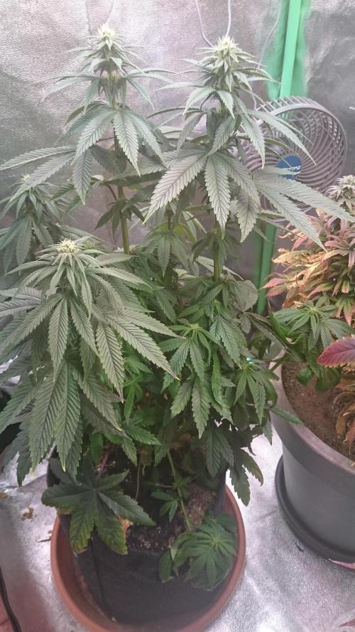 Grandmommy Purple. Week 6