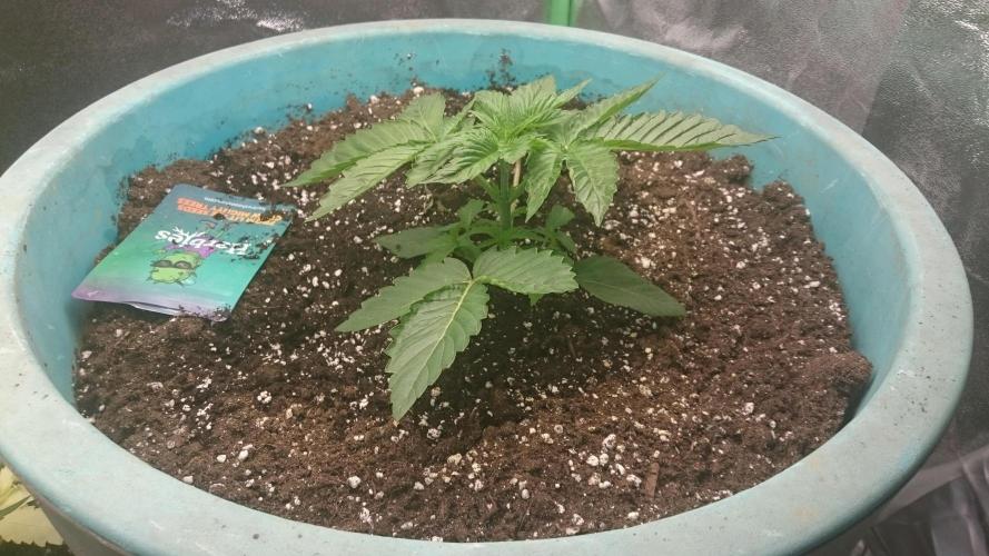 Lady Magyklenia. Week 2 - 24
