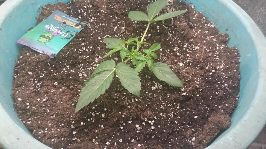 Lady Magyklenia. Week 2 - 24