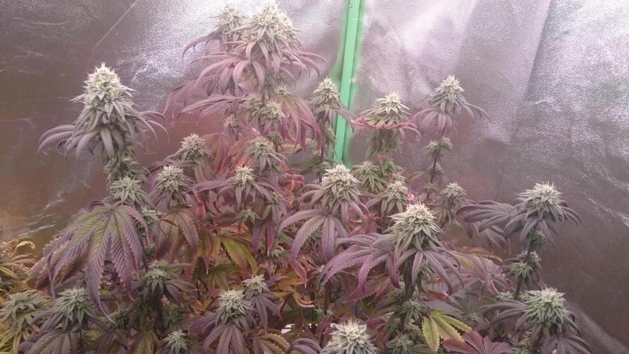 Lady Ambrosia. Week 12 - 26