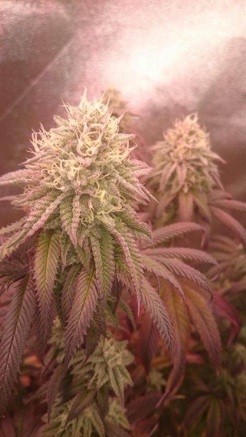 Lady Ambrosia. Week 12 - 26