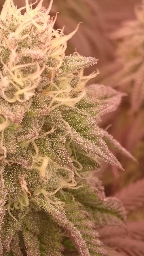 Mimosa Shot. Week 12