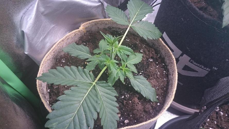 Tropical Mirage. Week 2