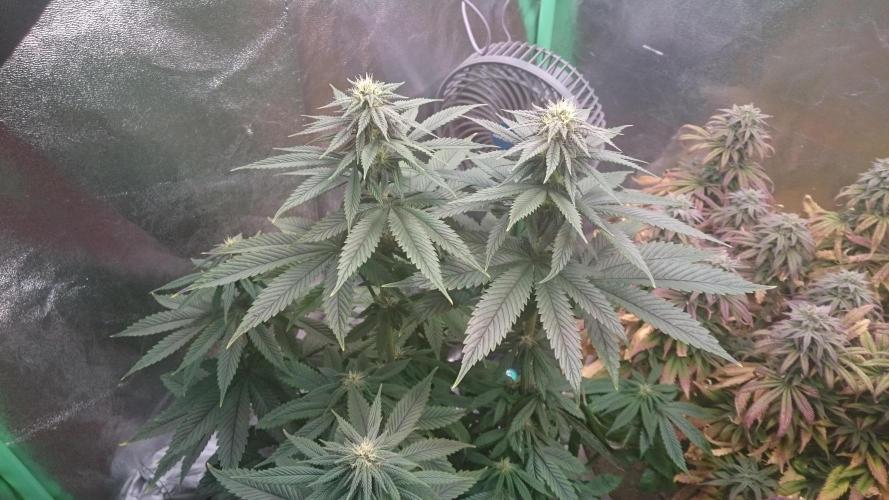 Grandmommy Purple. Week 6