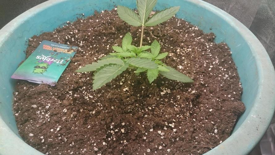 Lady Magyklenia. Week 2 - 25
