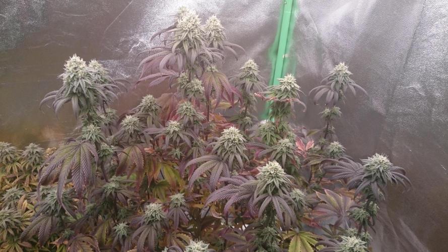 Mimosa Shot. Week 12