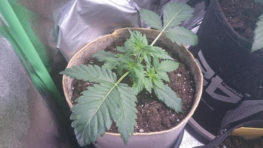 Tropical Mirage. Week 2