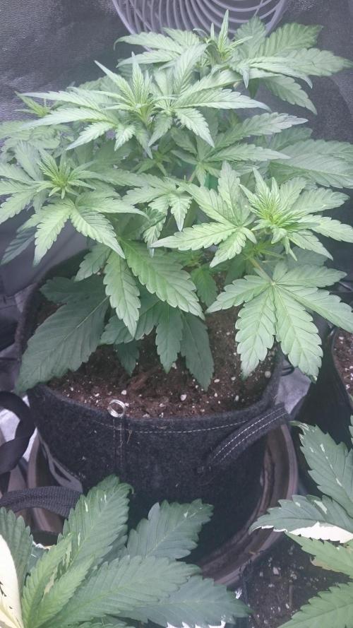 Banana Purple Punch Auto. Week 2