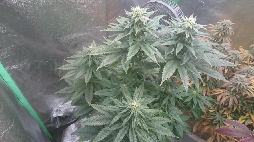 Grandmommy Purple. Week 6
