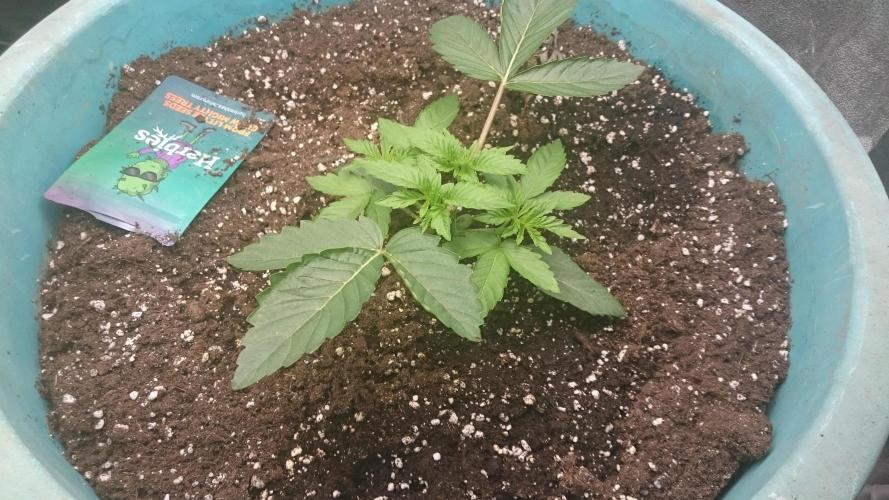 Lady Magyklenia. Week 2 - 26