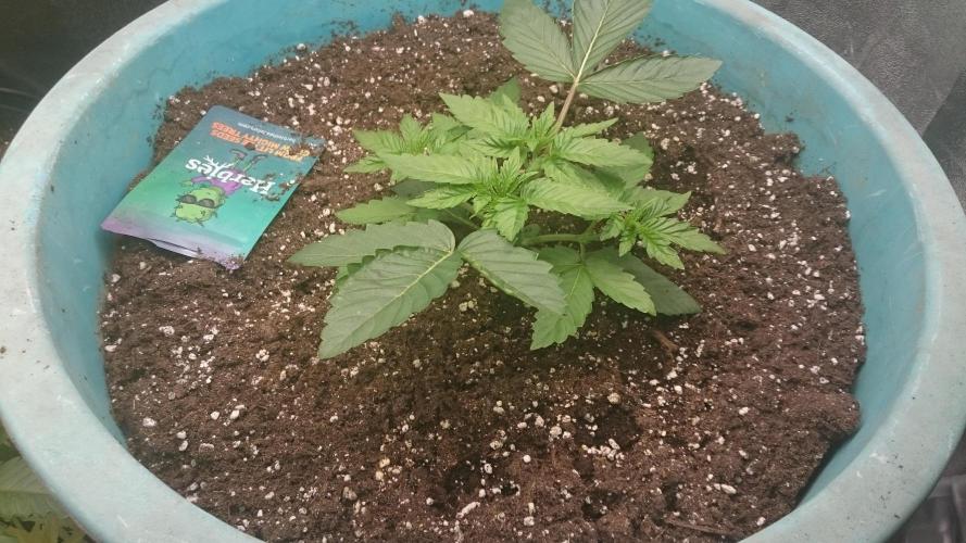 Lady Magyklenia. Week 2 - 27