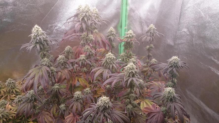 Lady Ambrosia. Week 12 - 29