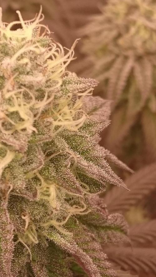 Mimosa Shot. Week 12
