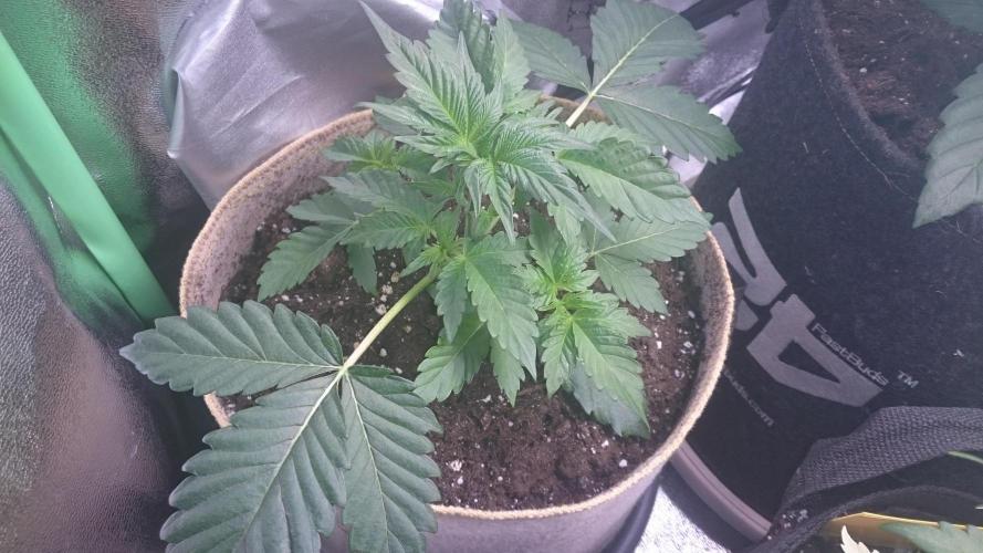 Tropical Mirage. Week 2