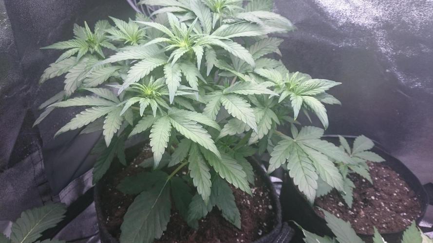 Banana Purple Punch Auto. Week 3
